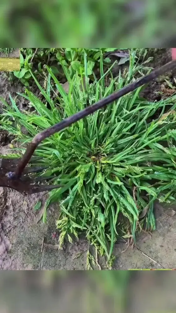 Garden Weed Pulling Tool