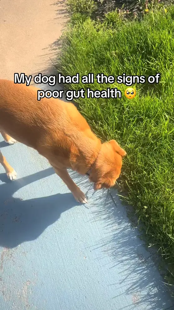 Support Your Dog’s Gut Health Naturally