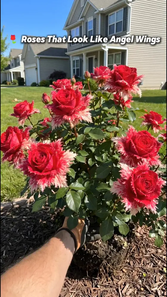 🌞Plant a rose that looks like it came from a fairy tale