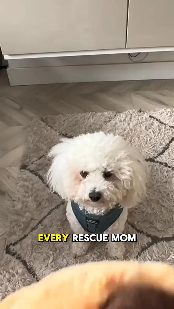 Still can't leave your rescue alone? This is why.