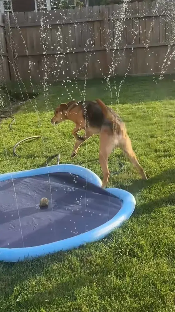 Keep Your Pup Cool This Summer