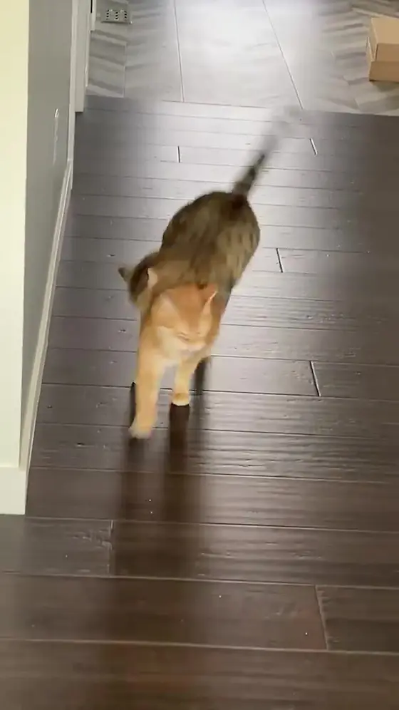 The Most Trusted Calming Collar for Cats