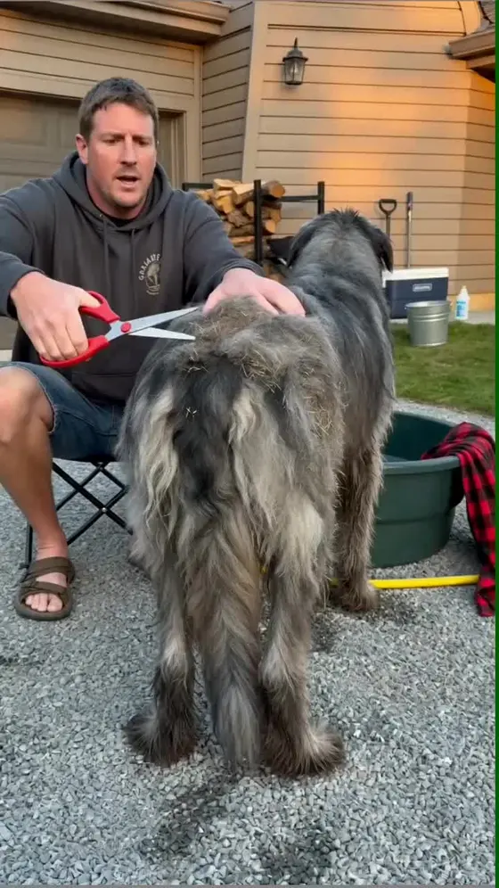 New Pet Pro Grooming Tool