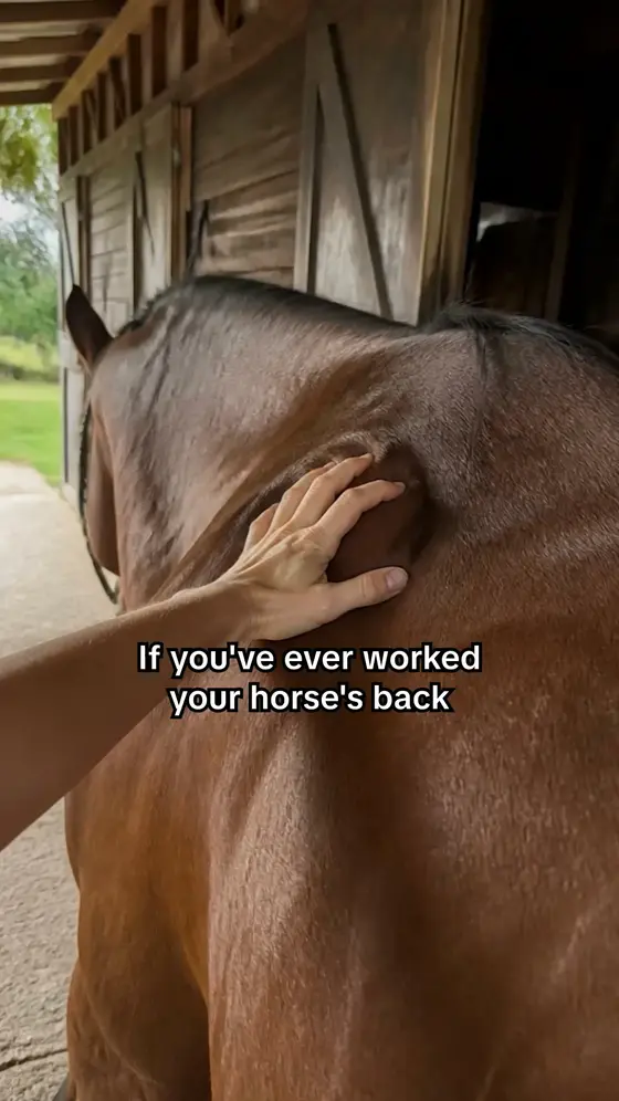 If Your Horse Could Speak… They’d Beg for This.