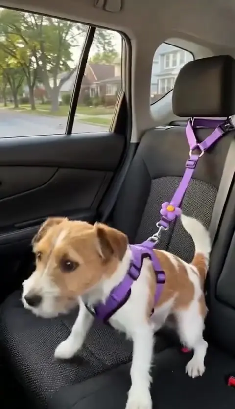 🎁2-in-1 Dog Car Seat Belt & Walking Leash
