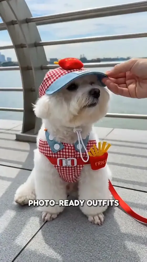 Wait Until You See Your Dog In This 😍