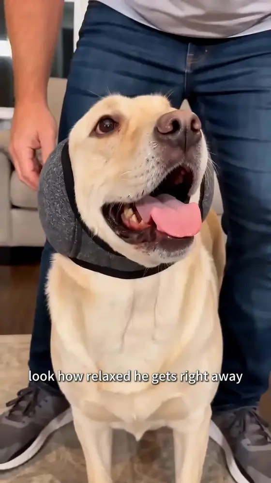 ❤SALE NOW ON! 50% OFF !❤It’s not just a hoodie… it’s safety 🐶🧠