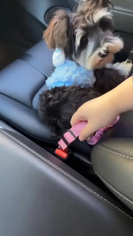 🐱🐶Pet Seatbelts – Car Headrest Restraint, Adjustable Safety Leads