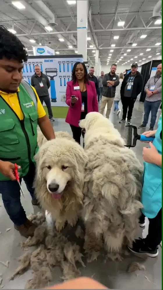 Pet Pro Grooming Tool