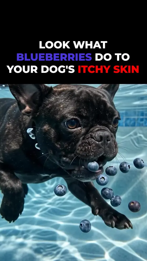 Vets Love It. Dogs Love It. Owners Trust It.