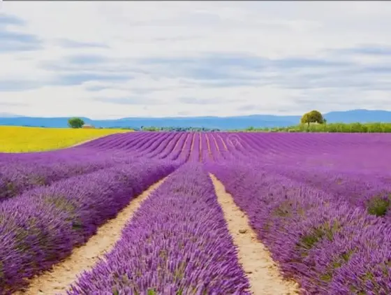 Tour alla scoperta dei campi di Lavanda di Lavello ed i laghi di Monticchio