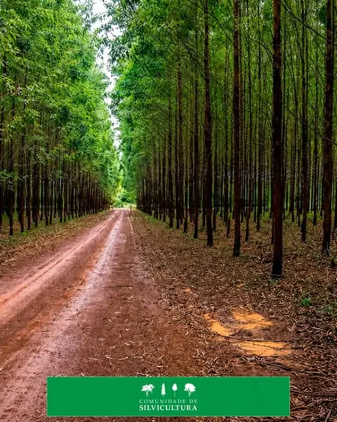 SUSTENTABILIDADE: PRIMEIRO A OBRA, DEPOIS A MOLDURA.

Recentemente fui convidad…