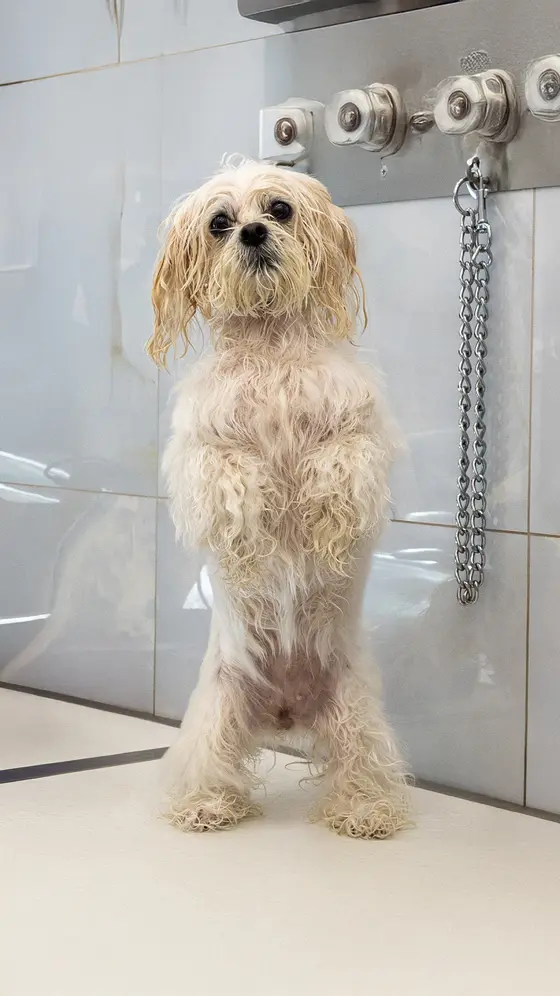 Vittoria è entrata da principessina… ed è uscita ancora più elegante ✨🐾
Il suo…