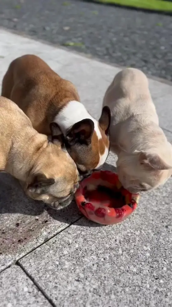 Dehydrated Pork Bone Broth for Dogs & Cats