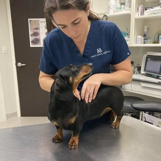 What I tell every dachshund owner.