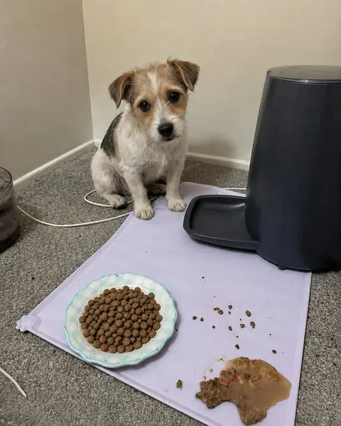 My Dog Paid The Price 💔ðŸ˜