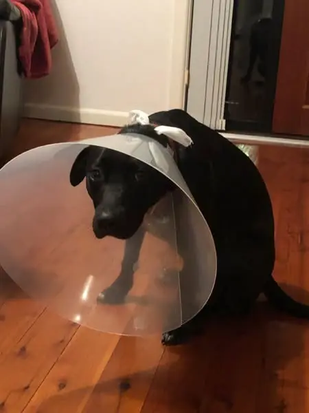 Help your dog