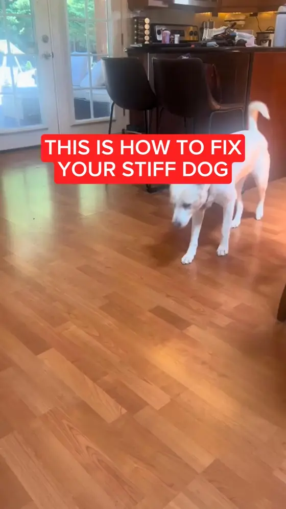 Read This If Your Dog Is Stiff & Sore 👆