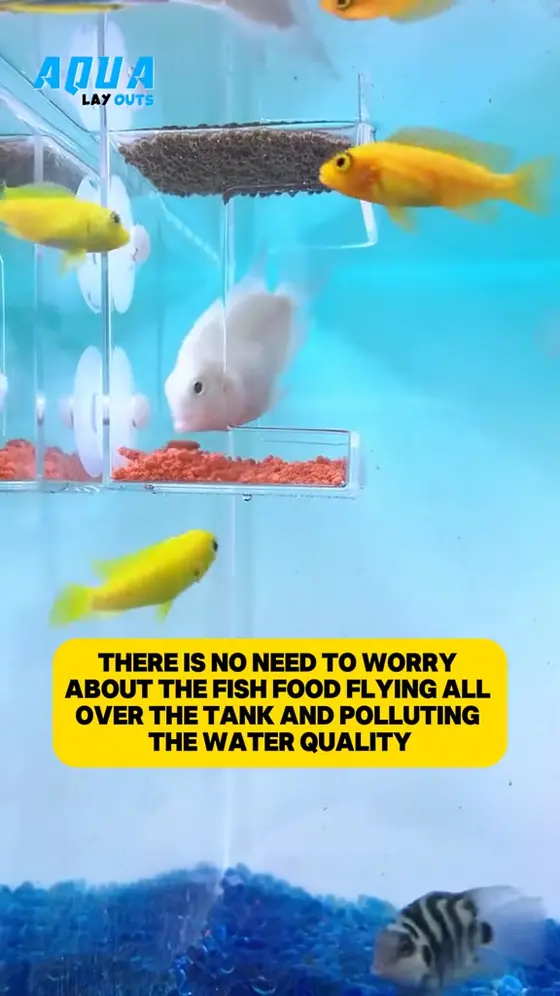 Stop Wasting Fish Food