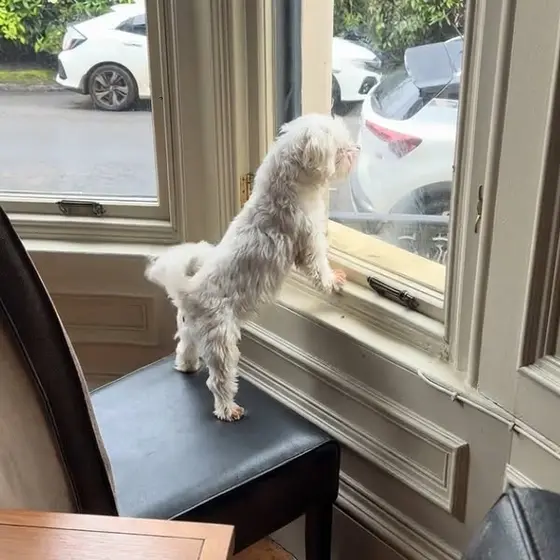 If Your Dog Loses His Mind Every Time a Car, a Stranger or Another Dog Walks By…