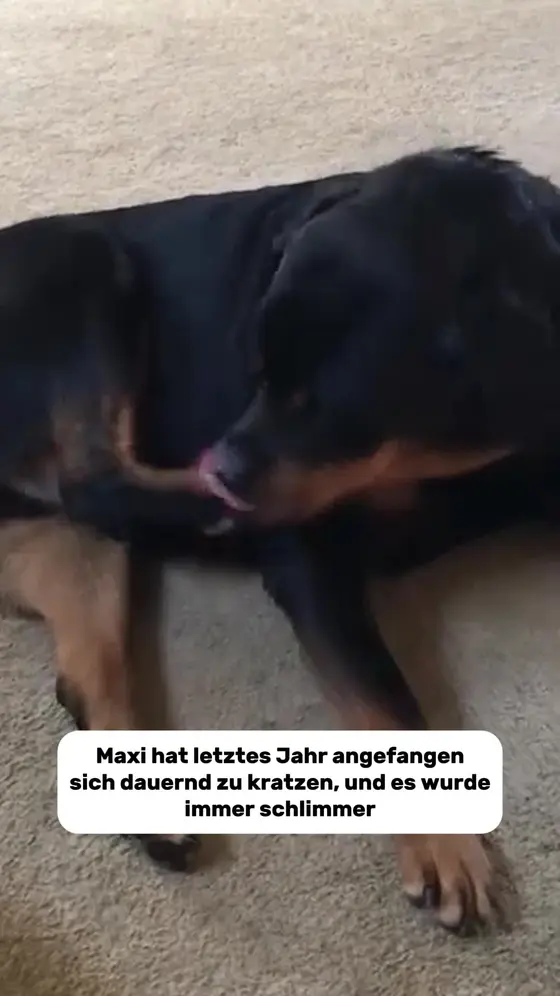 Tägliches Multivitamin für Hunde mit echter Wirkung.