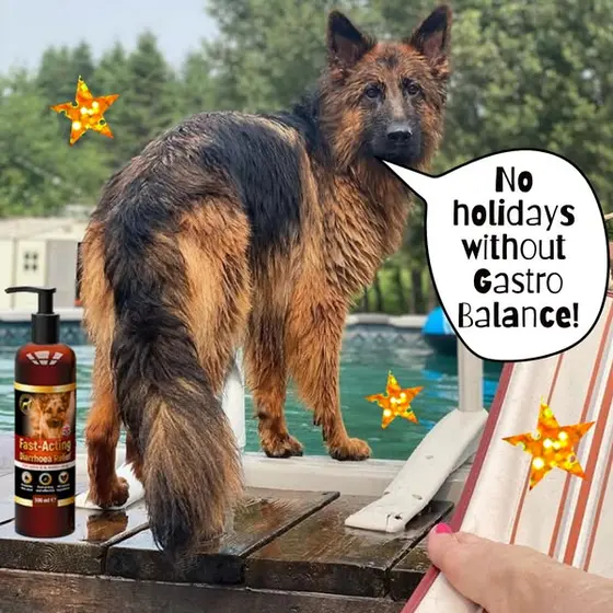 Vet's Diarrhea Dog Treatment