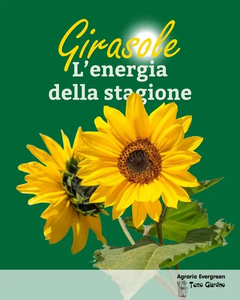 Alto, luminoso e inconfondibile 🌻

Il girasole è il simbolo dell'estate: con i…
