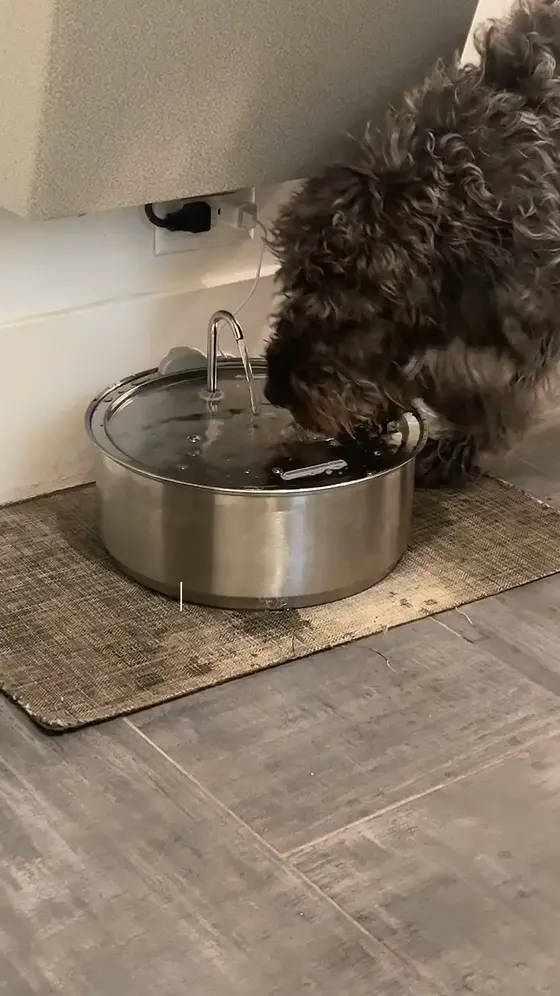 BEST Dog Fountain On The Market