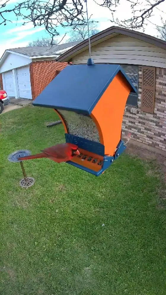 Bird Feeder Designed for Backyard Bird Lovers