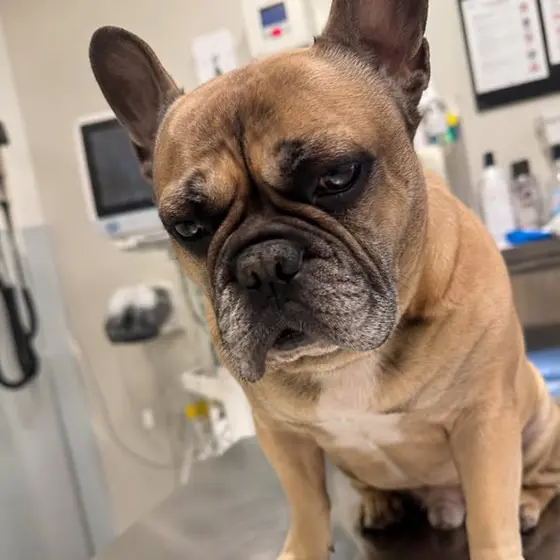 A groomer told me why my dog kept avoiding her own water. I had no idea.