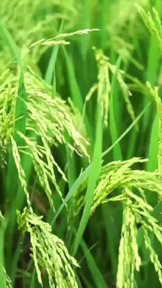 Golden waves, gentle breeze, and endless shades of green. Would you spend a sum…