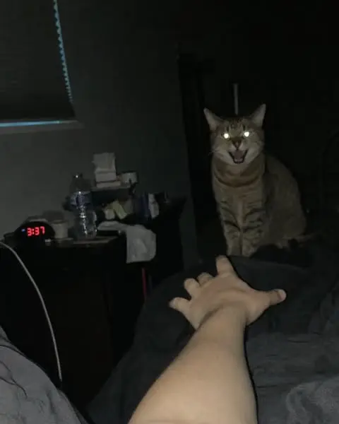 I Couldn't Admit I Hated My Cats