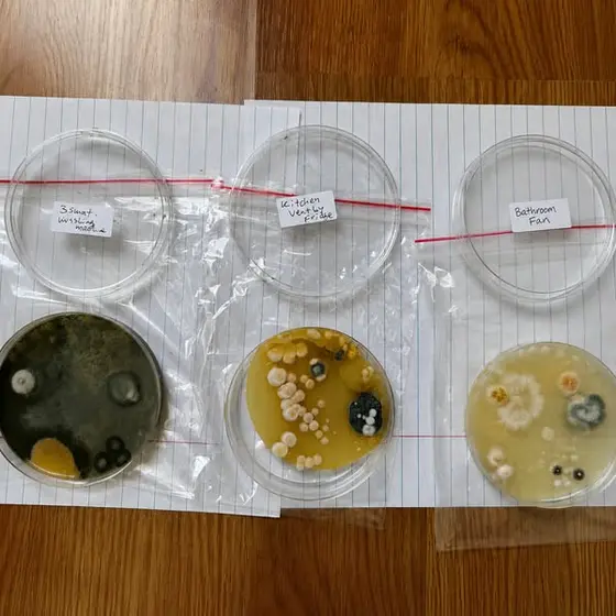 Recover From Mold Exposure Naturally