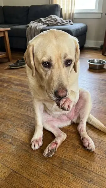 Your Vet Didn't Tell you This