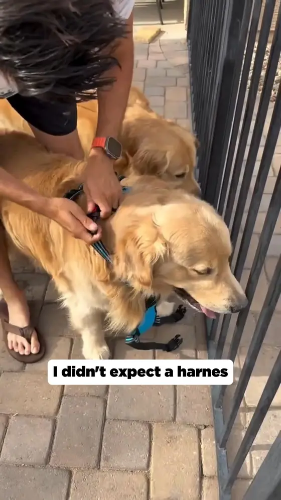 A Harness Dogs Love