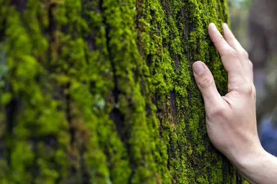 Forest Bathing con cerimonia del tè nel Parco Regionale di Montevecchia