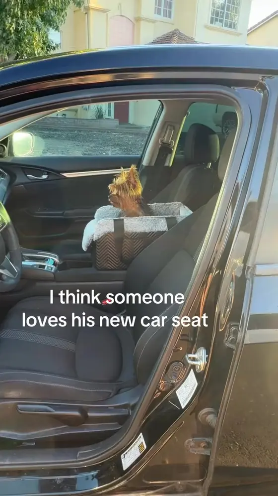 Center Console Car Seat for Small Dogs