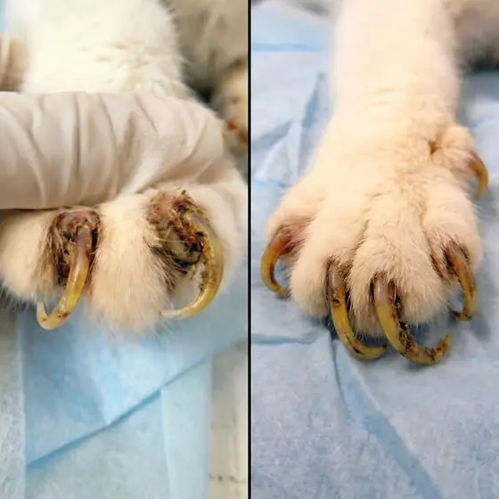 Denial almost killed my cat
