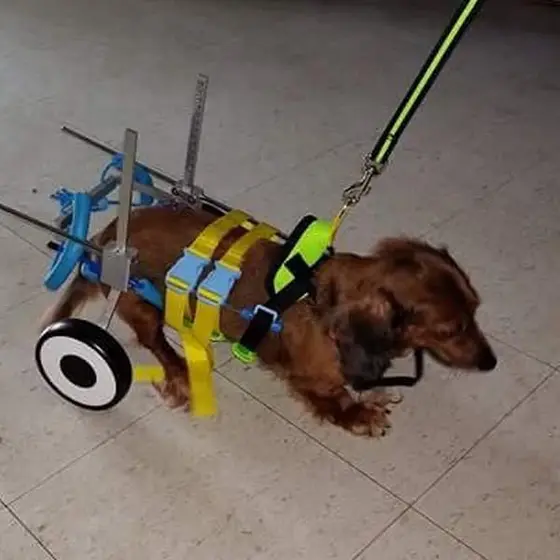 Read this if you own a dachshund or frenchie