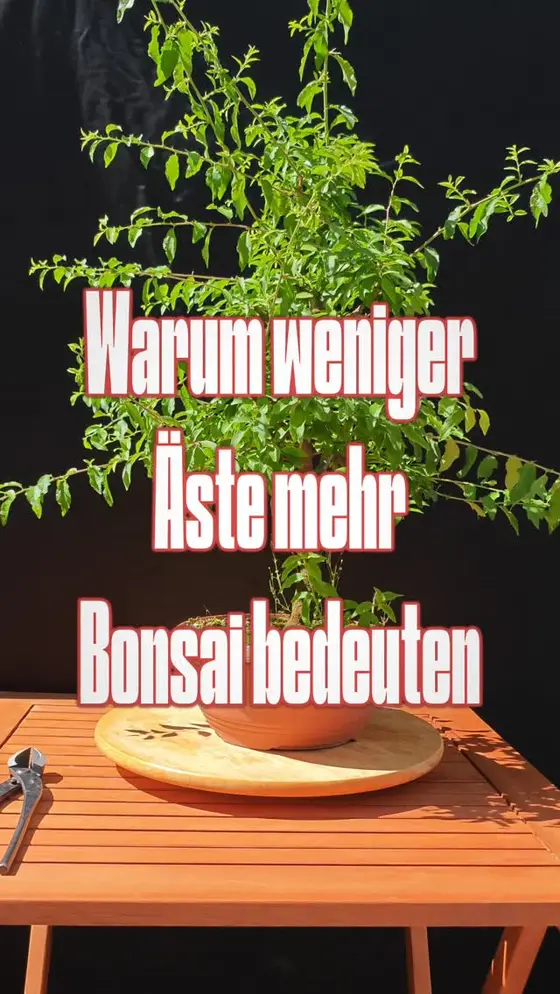 ~Schlehe zurückschneiden~

Mein Schwarzdorn benötigte diesen Rückschnitt extrem…