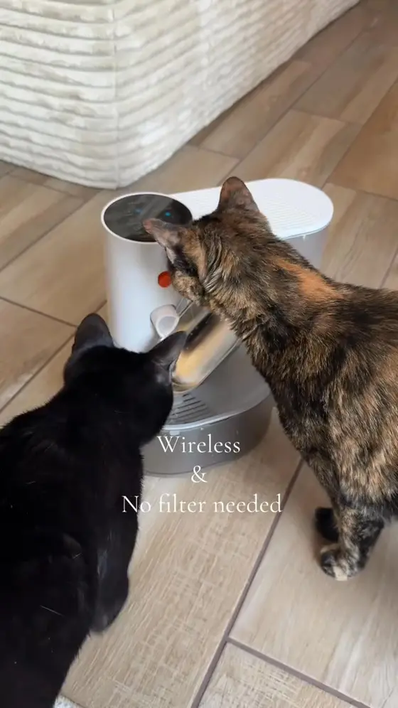Your Cat Can Smell Recycled Water…