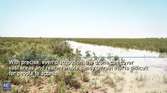 Drone seeding brings new greenery to Taklamakan Desert