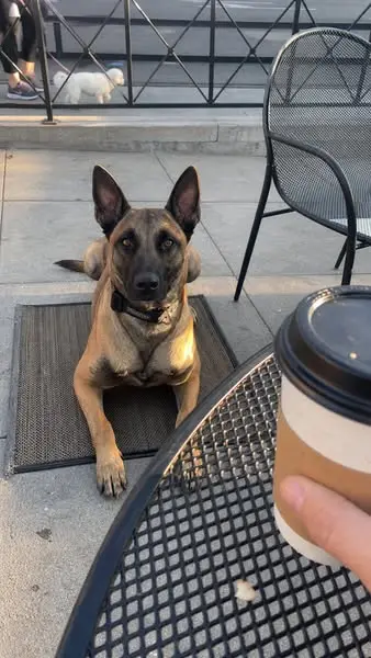 Start Service-Dog-Level Challenge ▶️