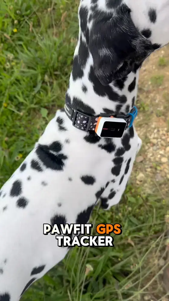 I didn’t realise how much I needed a GPS tracker for my dog… until they spotted…